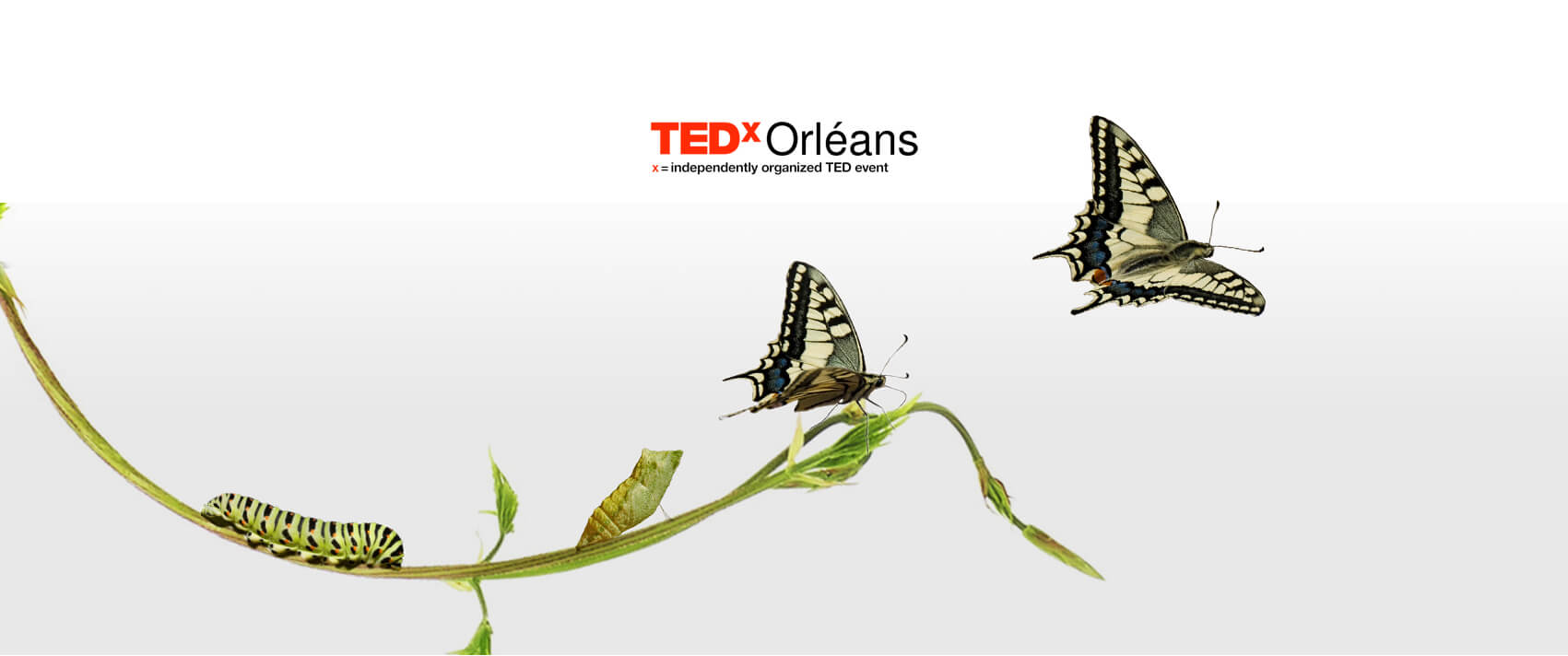 tedX Orléans - réalisation Kiwik