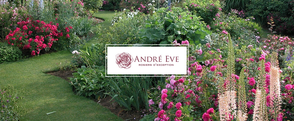 site e-commerce rose anciennes - Roses André